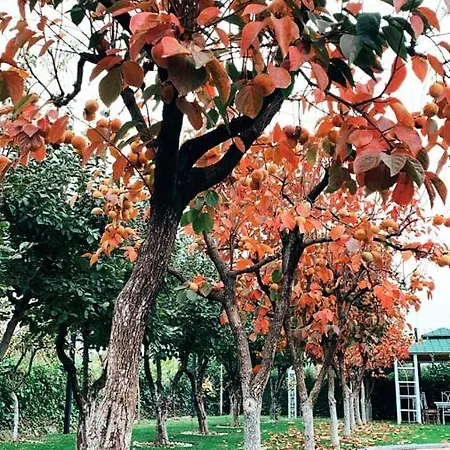 منتجع Park Ashik *